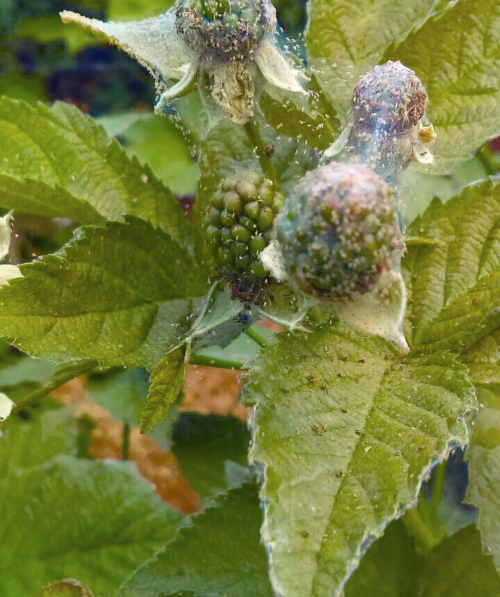 Blackberry damage caused by Two-spotted spider mite Tetranychus utricae
