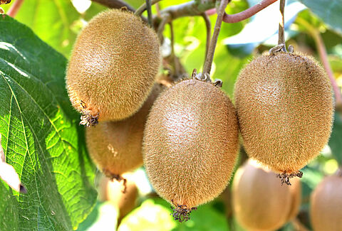 Kiwi