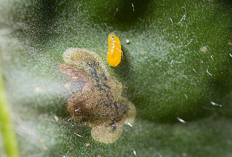 American serpentine leaf miner