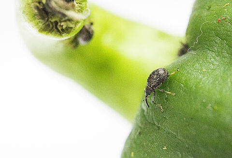 Pepper weevil