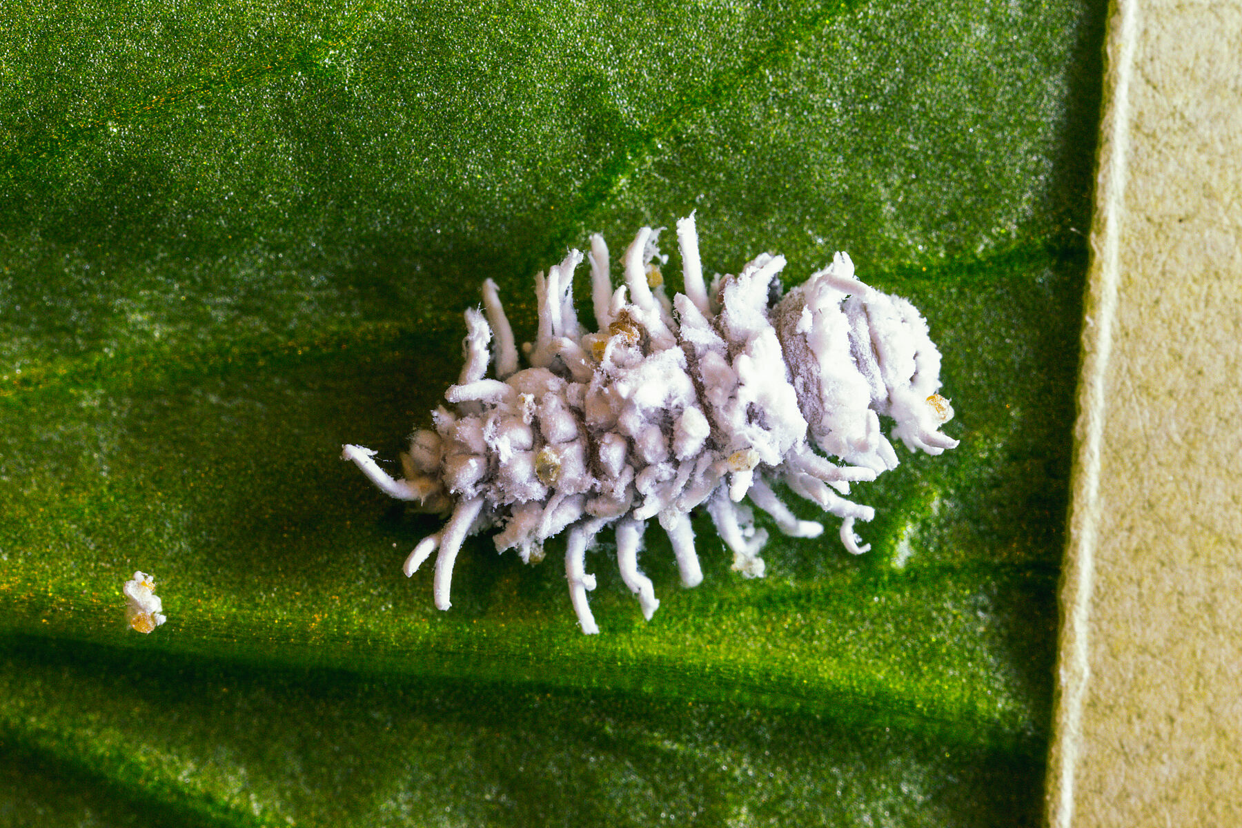 Maybug Games Mealybug Destroyer (Cryptolaemus Montrouzieri) Insecta Stock  Photo - Alamy Beneficial Insects