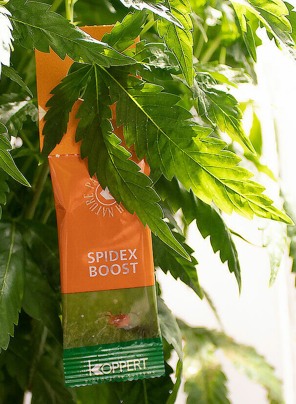 Spidex_Boost_on_cannabis.jpg