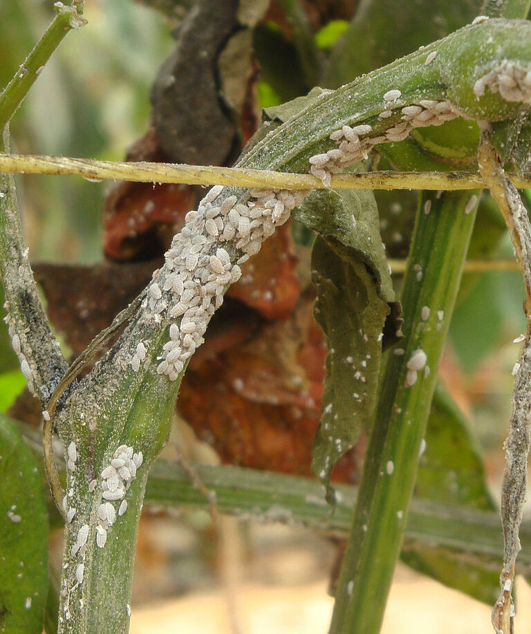 Citrus mealybug Planococcus citri infestation on stem