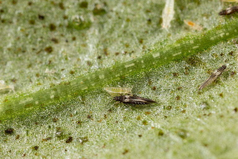 Impatiens thrips Echinothrips americanus on leaf