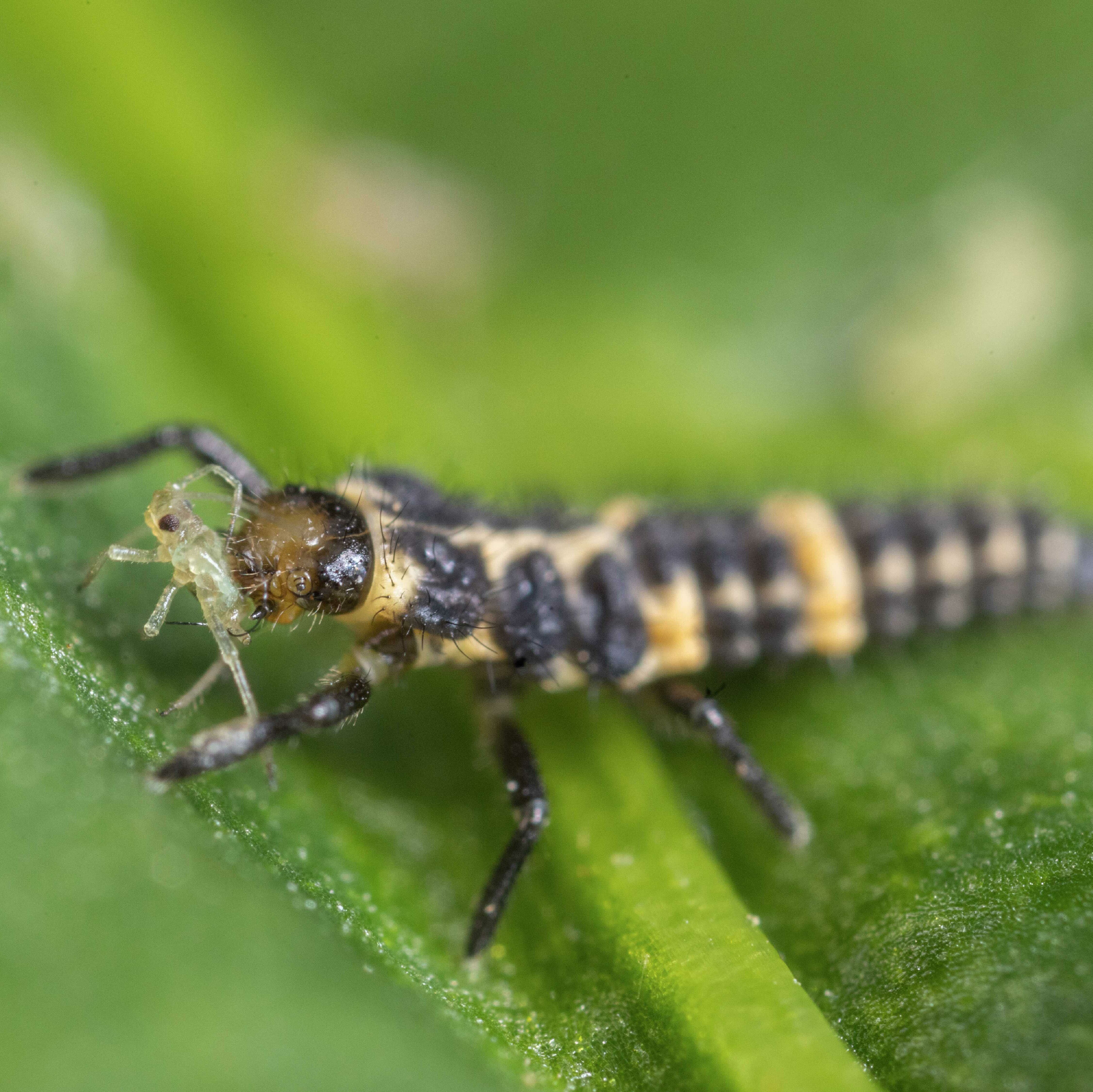 L2 of Coleomegilla maculata preying on aphid