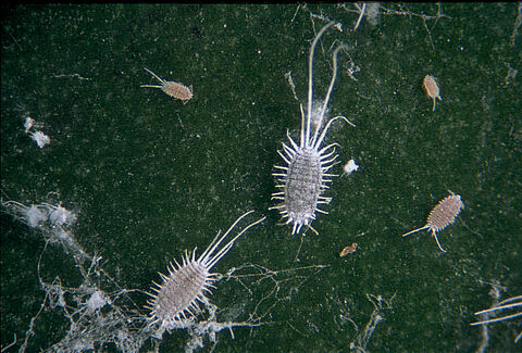Long-tailed mealybug