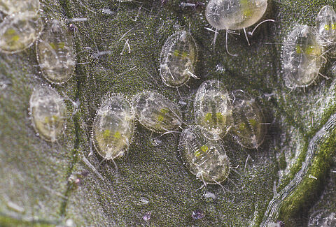 Download Your Pest Control Poster