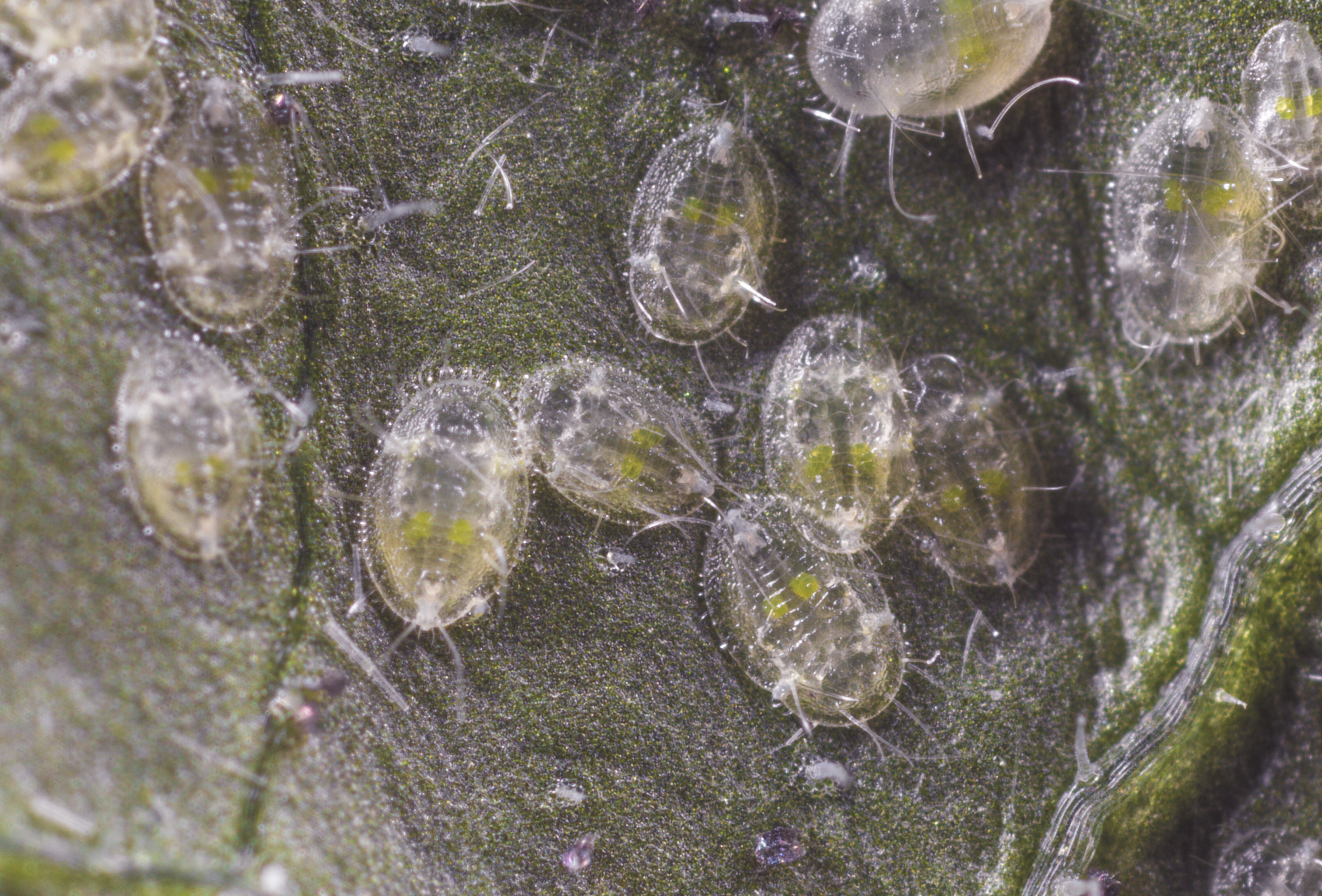 Download Your Pest Control Poster