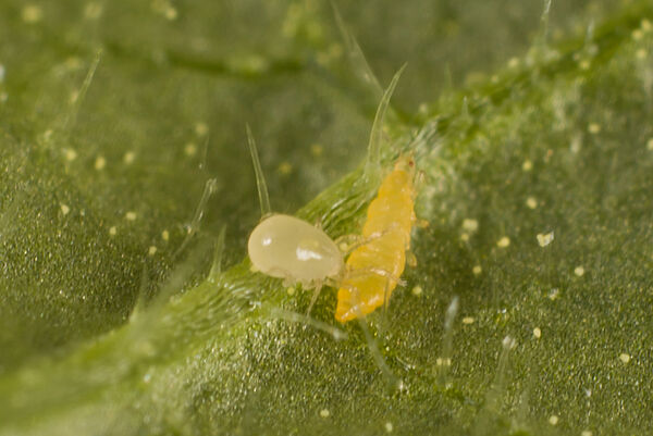 csm_Amblydromalus_limonicus-