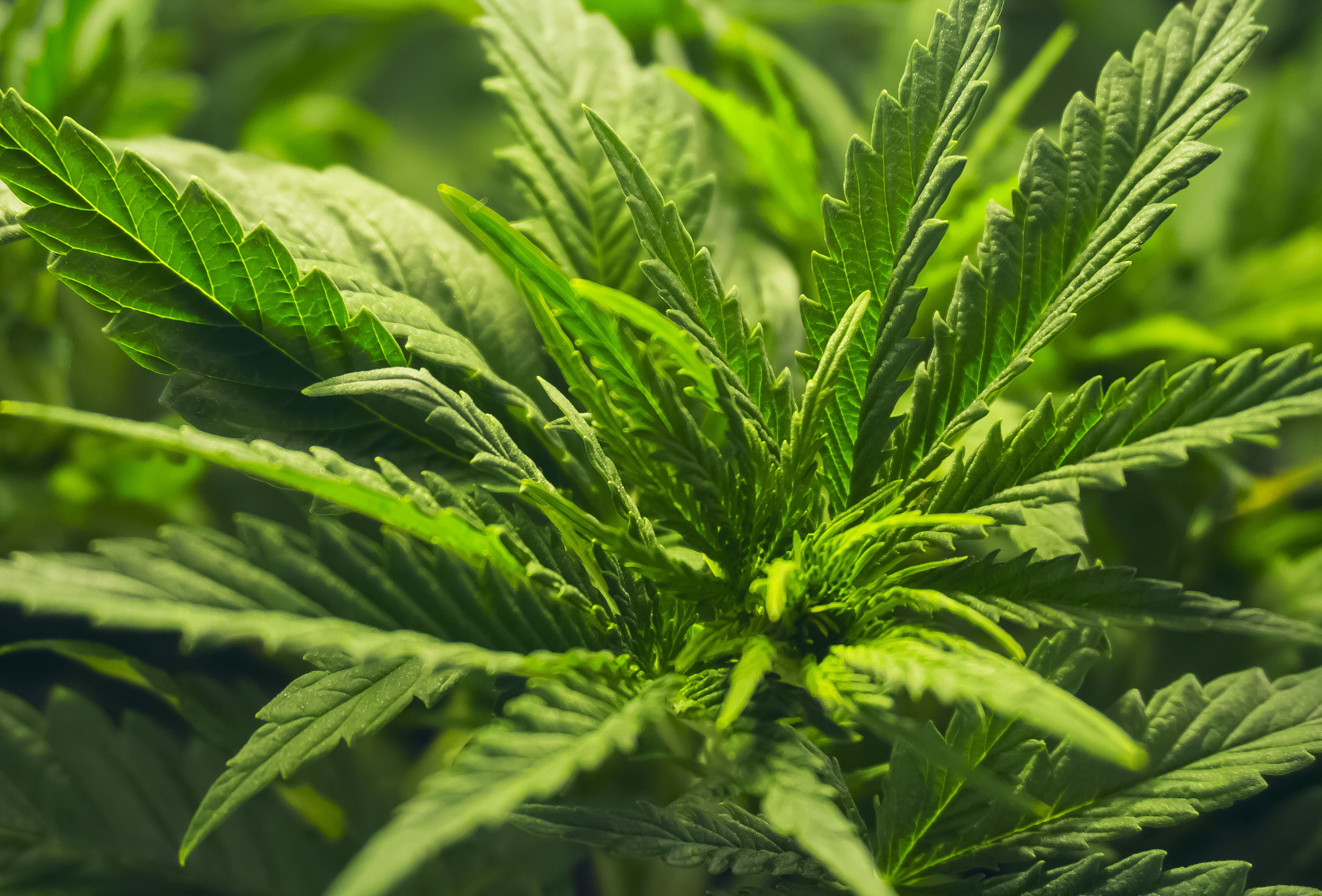 Download Your Cannabis Pest Control Poster