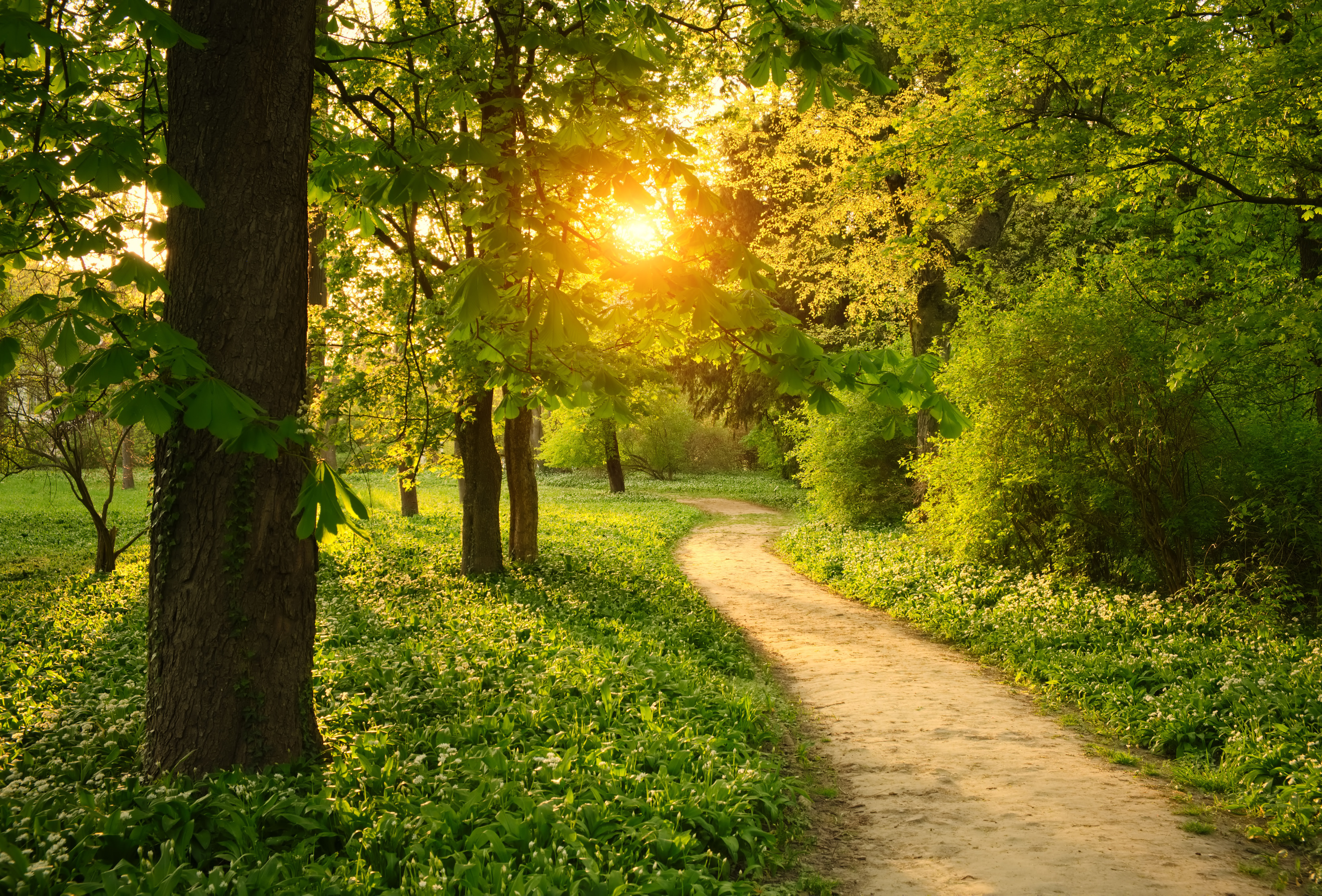 IPM: The Path to a Successful Approach