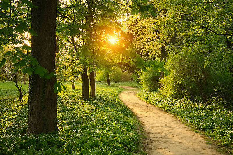 Path on the park