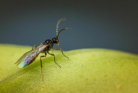 Aphidius matricariae