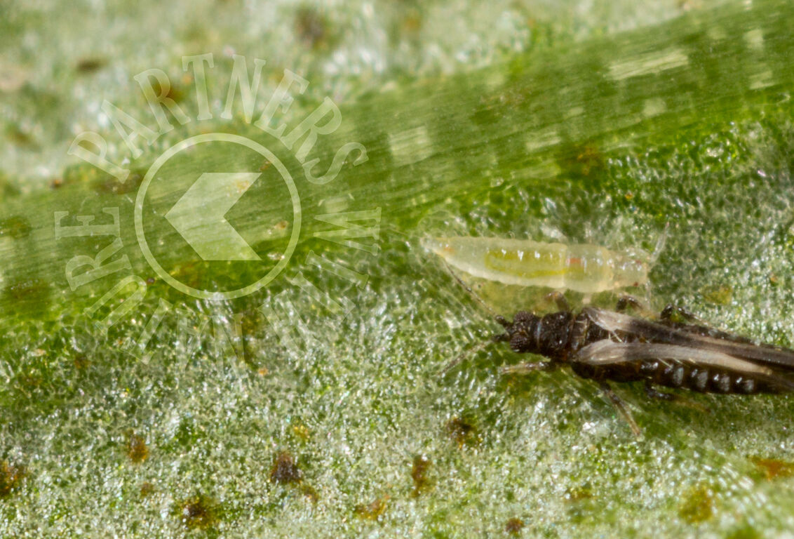 How do you identify a ‘thrips intruder’?