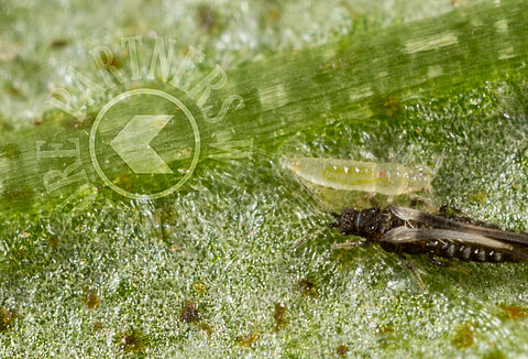 How do you identify a ‘thrips intruder’?