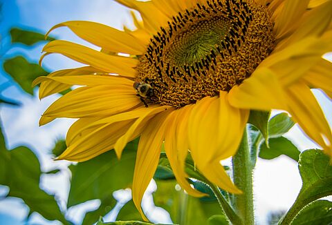 In Partnership with Nature