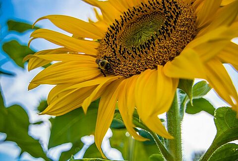 In Partnership with Nature