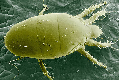 Broad mite
