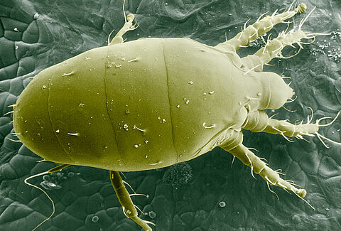Microscopic picture of Broad mite Polyphagotarsonemus latus