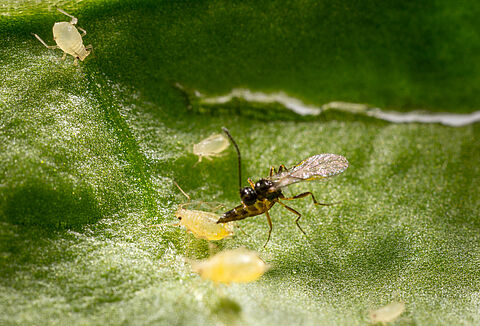 The How and Why of IPM