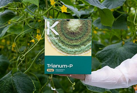 Trianum effectively controls Pythium in cucumber