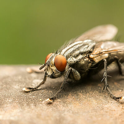 Housefly Musca domestica Adult