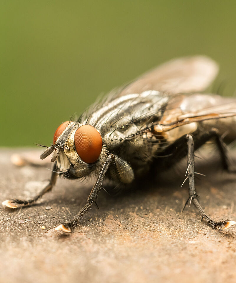 House Fly Biocontrol Damage And Life Cycle