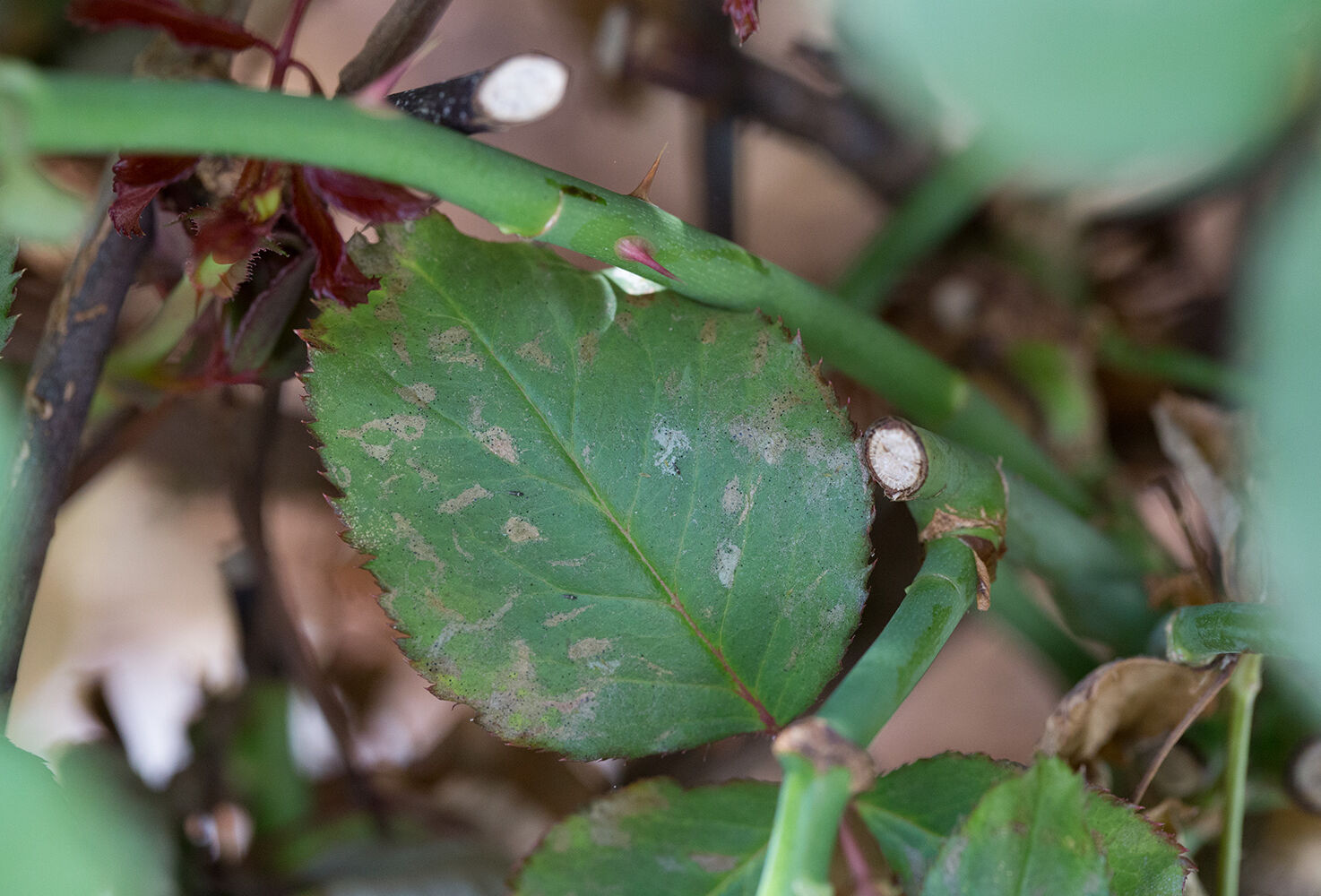 Thrips: a tiny pest with big consequences