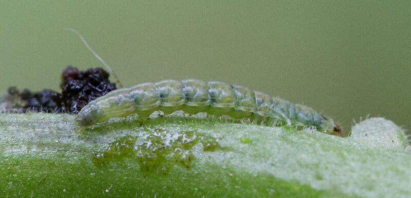 Larva of the Tomato leafminer Tuta absoluta