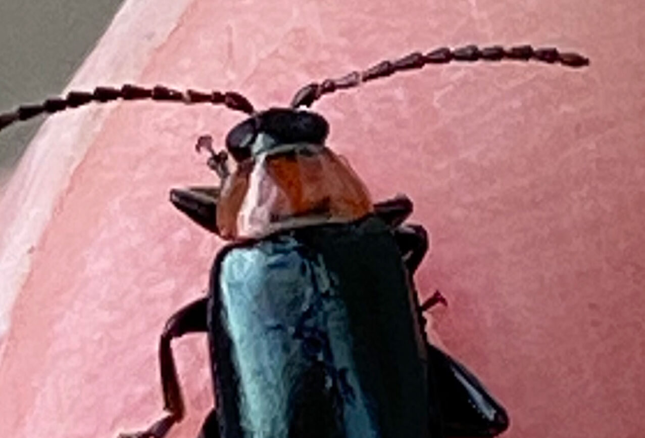 Protect Crops Against Redheaded Flea Beetle