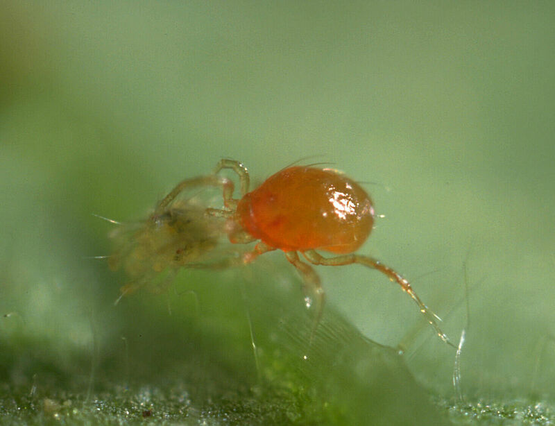 7021_Koppert_Biological_Systems.tif_Kopieright_Bert_Mans.jpg