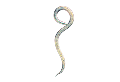 Beneficial nematodes