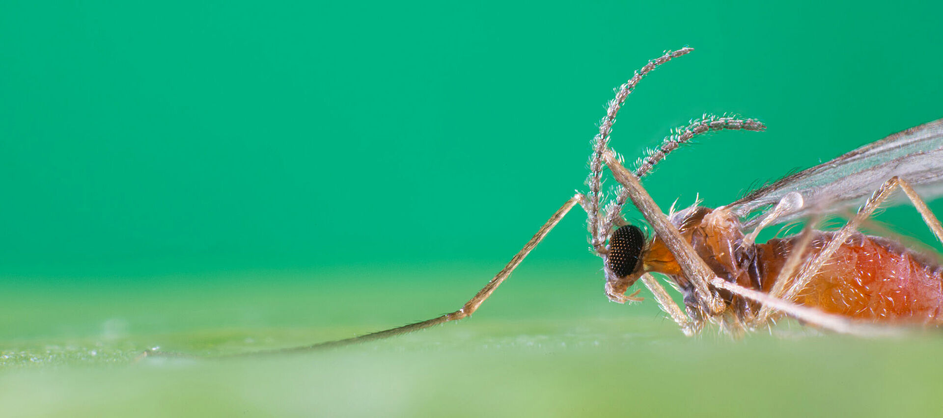 Predatory insects for Pest Control