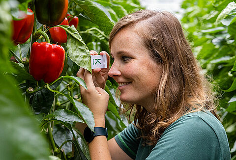 4 key benefits of biological crop protection