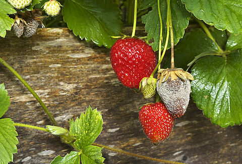 Botrytis problems often have company