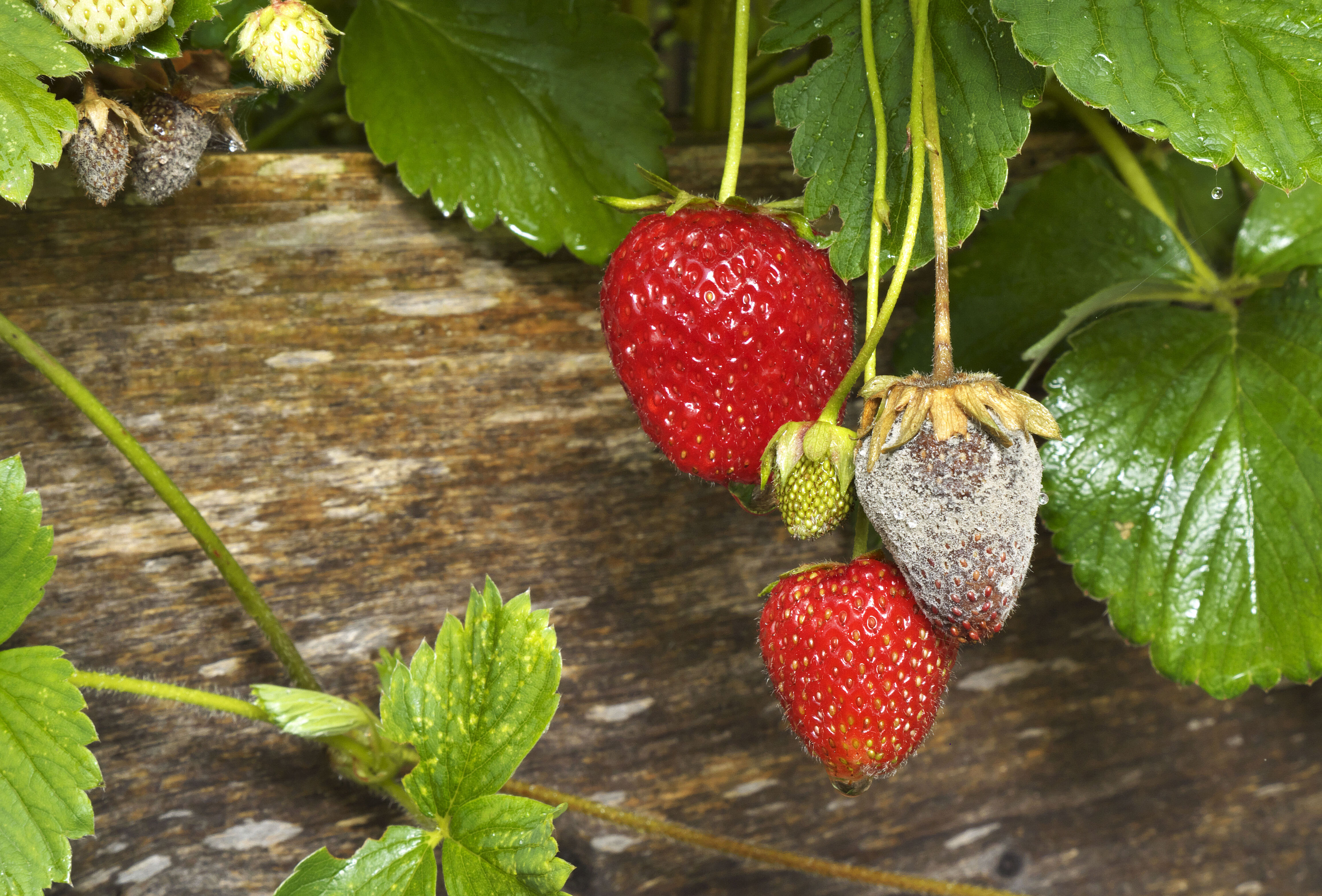 Botrytis problems often have company