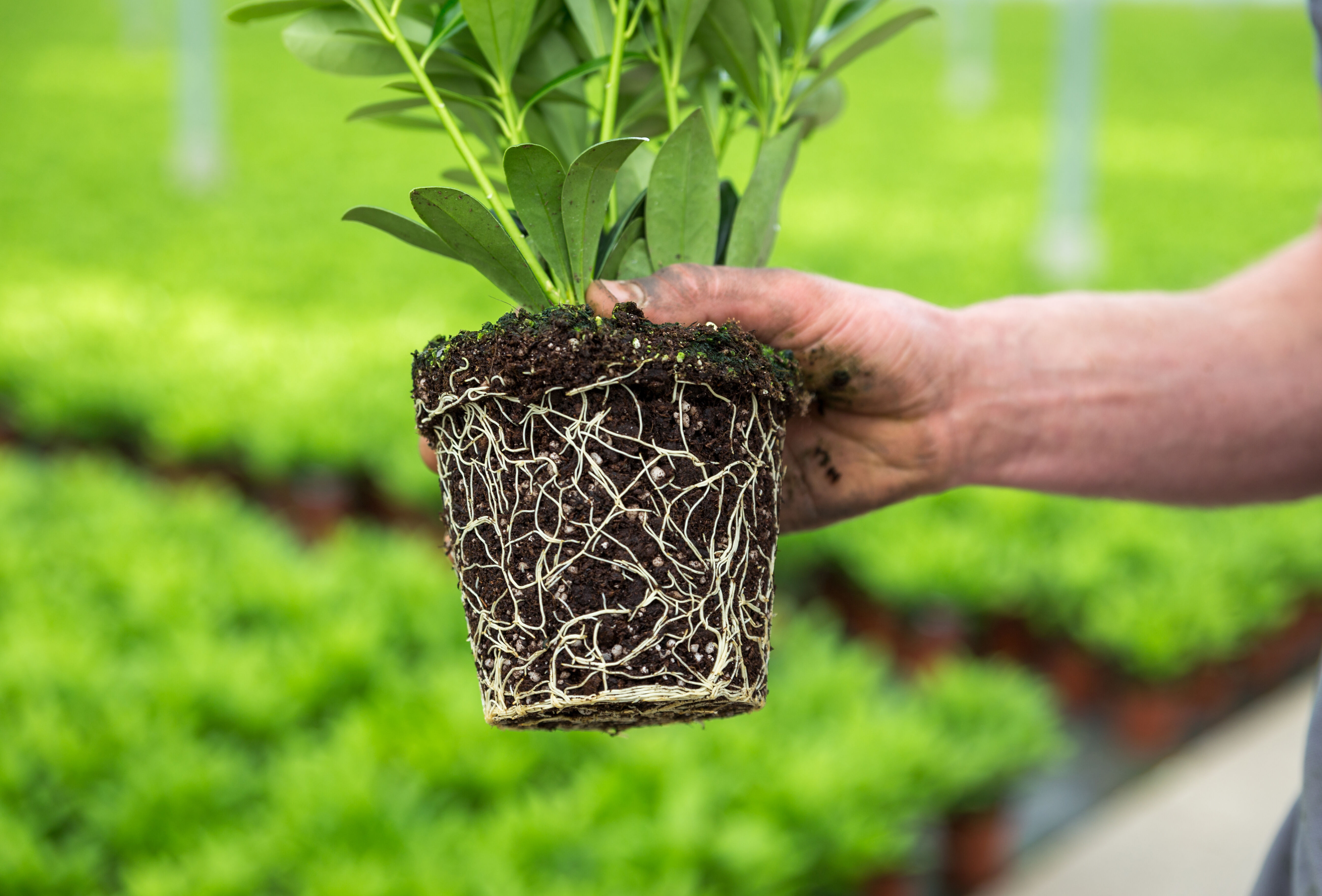 Webinar Fit Roots for Plant Health
