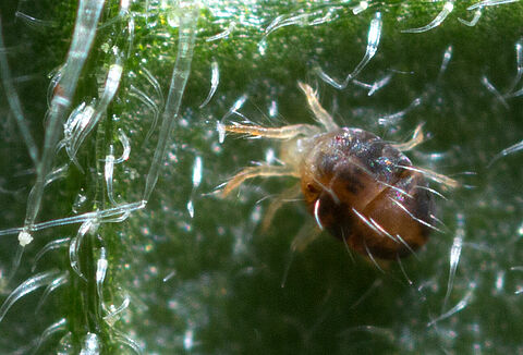 Ten facts about spider mites