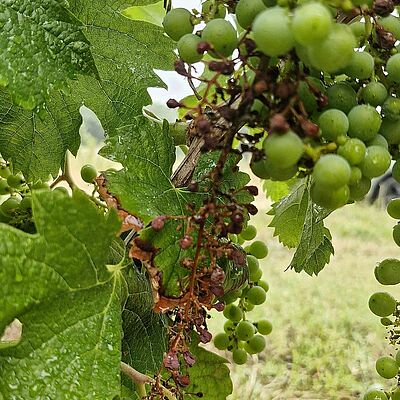 Grape bunch infection showing shriveled and dried flowers and young berries on the rachis.