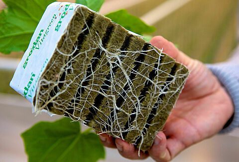 Microflora SA