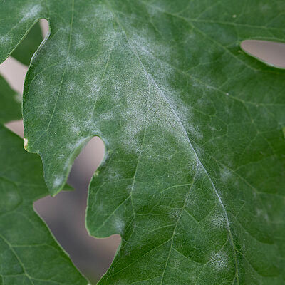 Damage on tomato caused by powdery mildew
