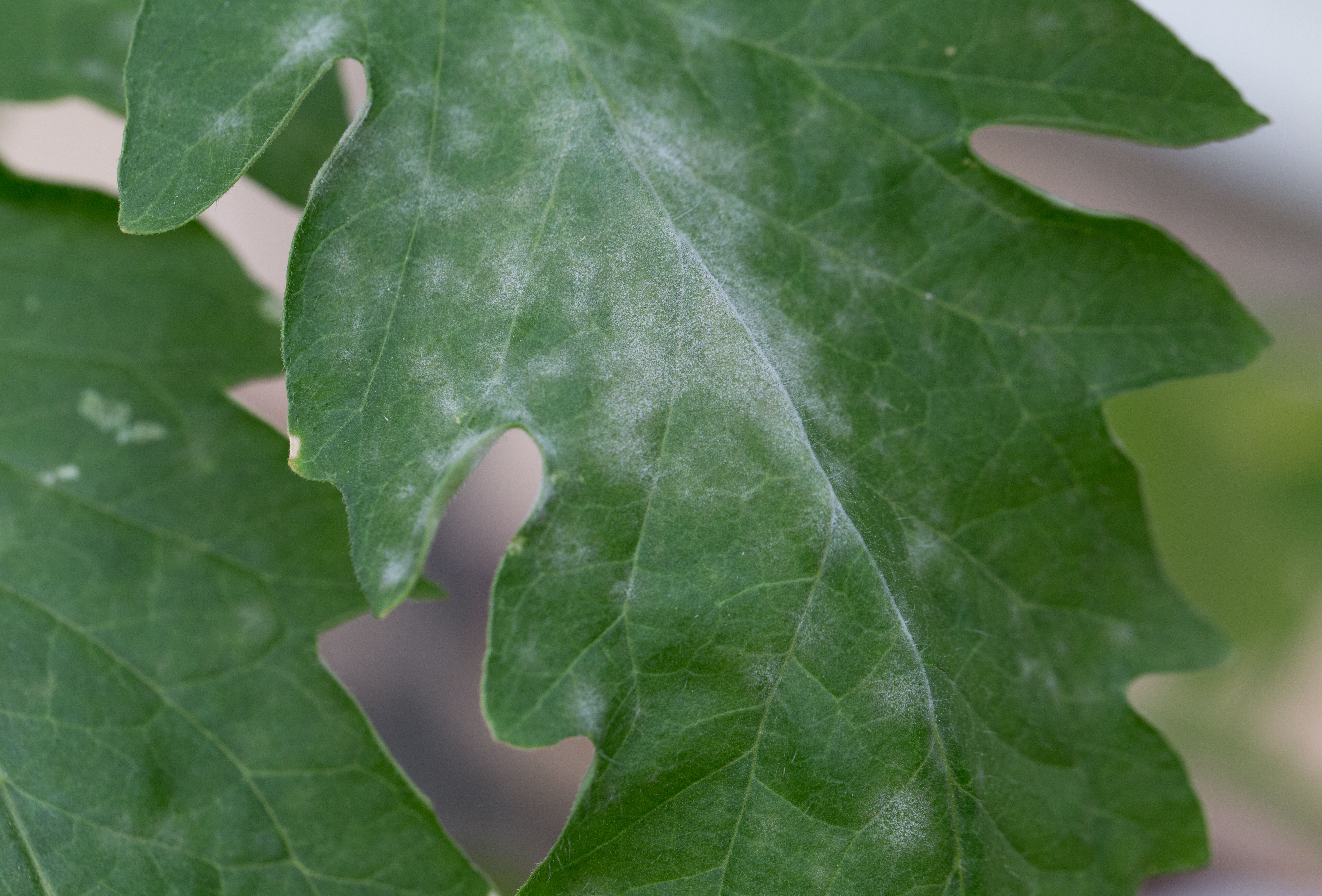 Tomato Disease Top 10 Topped by mildew and Botrytis