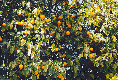 Citrus