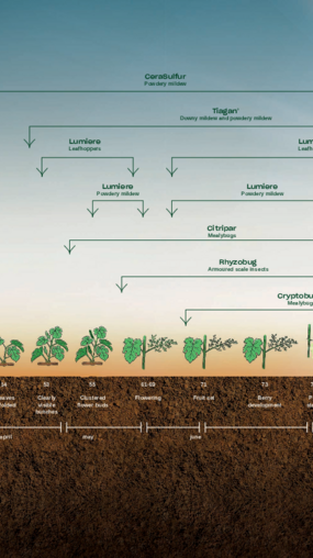 Grape Solutions per Growth Stage