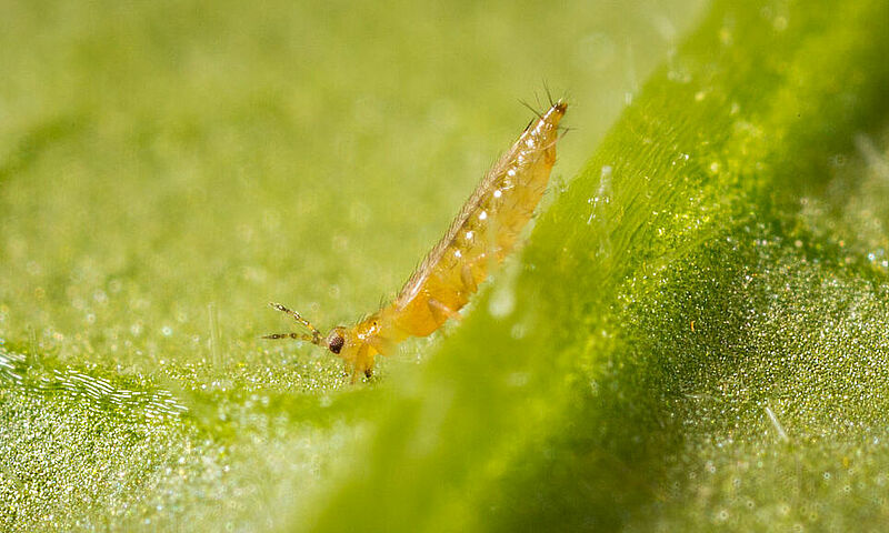 Western Flower Thrips Frankliniella occidentalis on a leaf