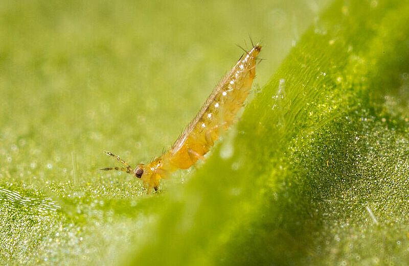Western Flower Thrips Frankliniella occidentalis on a leaf