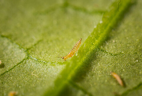 Ten Facts About Thrips