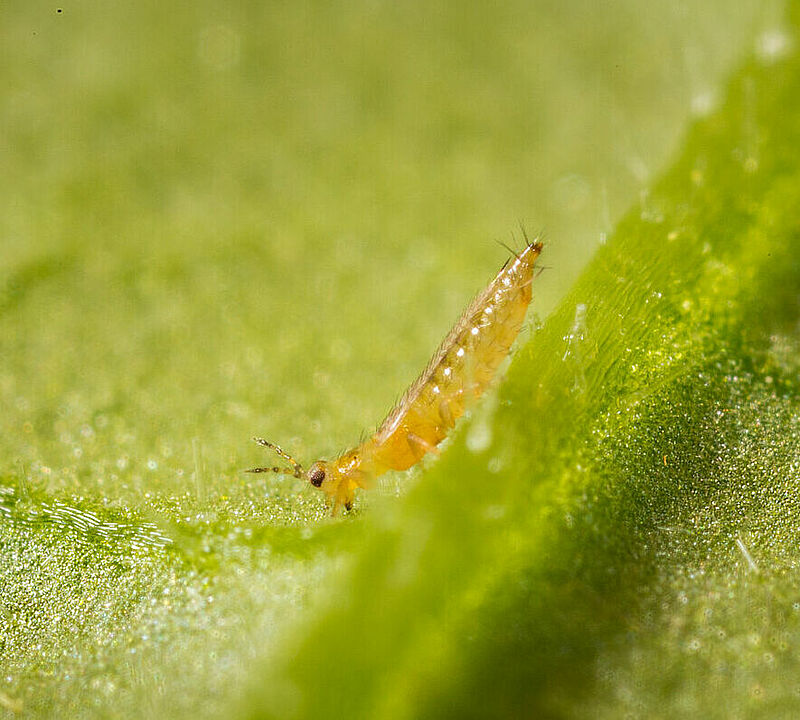 Western Flower Thrips Frankliniella occidentalis on a leaf