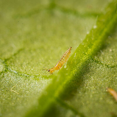 Western Flower Thrips Frankliniella occidentalis on a leaf