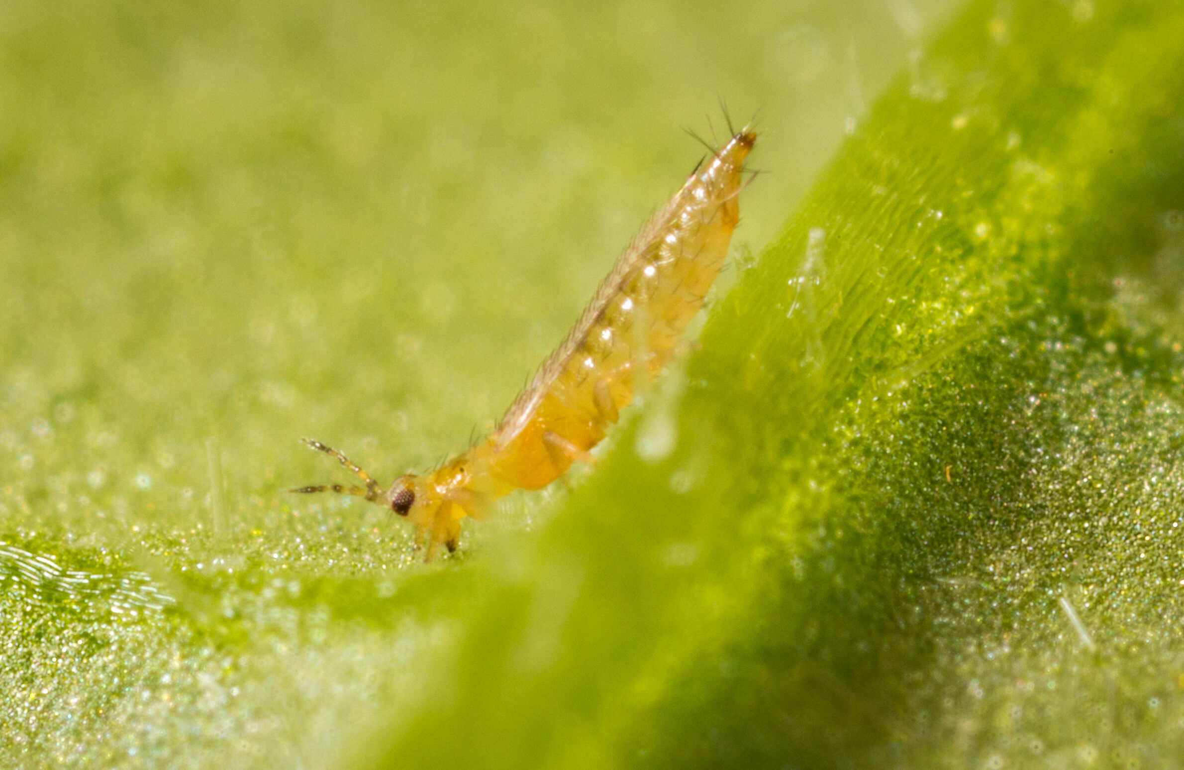 welcher efeu fr sonne Gemeiner Efeu (Hedera helix) als Bodendecker kaufen